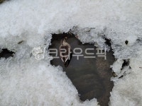 ice, 얼음, 동물, 오리, 겨울, 사진,이미지,일러스트,캘리그라피 - gkxm81작가 크라우드픽 - 저작권 걱정 없는 상업용 이미지