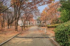 정발산, 숲, 정원, 공원, 도로, 사진,이미지,일러스트,캘리그라피 - imlover작가 크라우드픽 - 저작권 걱정 없는 상업용 이미지