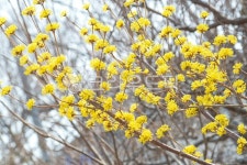 산수유, 약재, 봄꽃, 산수유꽃, 봄, 사진,이미지,일러스트,캘리그라피 - borina작가 크라우드픽 - 저작권 걱정 없는 상업용 이미지