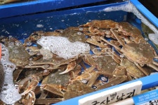 대게, 갑각류, 해산물, 회, 어항, 사진,이미지,일러스트,캘리그라피 - Good3Dmakers작가 크라우드픽 - 저작권 걱정 없는 상업용 이미지