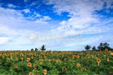 해바라기, 해바라기꽃, 해바라기밭, 고창, 학원농장, 사진,이미지,일러스트,캘리그라피 - 대송작가 크라우드픽 - 저작권 걱정 없는 상업용 이미지