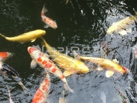 잉어, 비단잉어, 어류, 물고기, 힐링, 사진,이미지,일러스트,캘리그라피 - 봄봄그리다작가 크라우드픽 - 저작권 걱정 없는 상업용 이미지