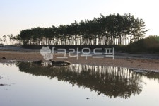 nature, 자연, outdoors, 옥외, 솔숲, 사진,이미지,일러스트,캘리그라피 - 녹동왕자작가 크라우드픽 - 저작권 걱정 없는 상업용 이미지