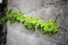 담쟁이, 초록, 벽, 당쟁이넝쿨, 식물, 사진,이미지,일러스트,캘리그라피 - loveness77작가 크라우드픽 - 저작권 걱정 없는 상업용 이미지