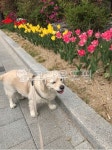 꽃, 개, dog, pet, flower, 사진,이미지,일러스트,캘리그라피 - yoon-inst작가 크라우드픽 - 저작권 걱정 없는 상업용 이미지