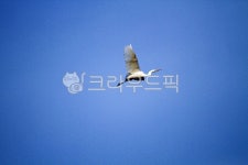 새, 조류, 하늘, 파란하늘, 두루미, 사진,이미지,일러스트,캘리그라피 - Nbocrates68작가 크라우드픽 - 저작권 걱정 없는 상업용 이미지