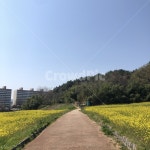 창원, 유채꽃단지, 창원병원옆유채꽃, 유채꽃, 도로, 사진,이미지,일러스트,캘리그라피 - 동물대장이되자작가 크라우드픽 - 저작권 걱정 없는... 