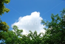 나무, 단풍나무, 하늘, 파랑, 맑은날, 사진,이미지,일러스트,캘리그라피 - 치타작가 크라우드픽 - 저작권 걱정 없는 상업용 이미지