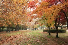 tree, 나무, 단풍, 잎, 공원가로수길, 사진,이미지,일러스트,캘리그라피 - 감성공간작가 크라우드픽 - 저작권 걱정 없는 상업용 이미지