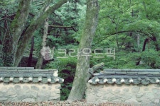 돌담, 자연, 기와, 고목, 마당, 사진,이미지,일러스트,캘리그라피 - Ngaettano작가 크라우드픽 - 저작권 걱정 없는 상업용 이미지