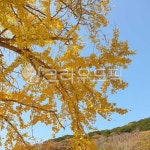 tree, 나무, 은행나무, 노랑, 자연, 사진,이미지,일러스트,캘리그라피 - Nbona9507작가 크라우드픽 - 저작권 걱정 없는 상업용 이미지