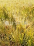 보리, 보리밭, 익은보리, 황금빛보리밭, 보릿고개, 사진,이미지,일러스트,캘리그라피 - 푸르른날작가 크라우드픽 - 저작권 걱정 없는 상업용 이미지