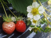 딸기, 꽃, strawberry, flower, 과일, 사진,이미지,일러스트,캘리그라피 - 은밤작가 크라우드픽 - 저작권 걱정 없는 상업용 이미지