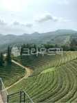 nature, 자연, 옥외, 녹차밭, 보성, 사진,이미지,일러스트,캘리그라피 - YEONGMAN작가 크라우드픽 - 저작권 걱정 없는 상업용 이미지