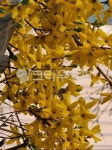 개나리, flower, 꽃, 꽃잎, 봄, 사진,이미지,일러스트,캘리그라피 - chris48작가 크라우드픽 - 저작권 걱정 없는 상업용 이미지