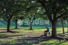 휴식, 그늘, 나무, tree, 공원, 사진,이미지,일러스트,캘리그라피 - 하프실작가 크라우드픽 - 저작권 걱정 없는 상업용 이미지
