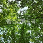 산책, 힐링, 나무, 여유, 피크닉, 사진,이미지,일러스트,캘리그라피 - Ndlaalth61002작가 크라우드픽 - 저작권 걱정 없는 상업용 이미지