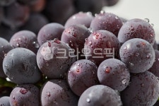 food, 과일, 계절과일, 누끼, 보라, 사진,이미지,일러스트,캘리그라피 - Ntnm-studio작가 크라우드픽 - 저작권 걱정 없는 상업용 이미지