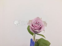 rose, 장미, flower, 꽃, 꽃한송이, 사진,이미지,일러스트,캘리그라피 - greenseul작가 크라우드픽 - 저작권 걱정 없는 상업용 이미지