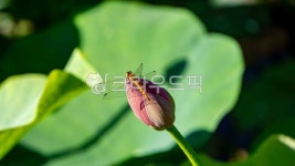 연꽃, 잠자리, 연잎, 꽃봉우리, 꽃봉오리, 사진,이미지,일러스트,캘리그라피 - 박대훈작가 크라우드픽 - 저작권 걱정 없는 상업용 이미지