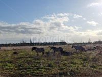 말, 자연, 방목, 농장, nature, 사진,이미지,일러스트,캘리그라피 - 박JH작가 크라우드픽 - 저작권 걱정 없는 상업용 이미지