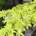 leaf, 잎, plant, 식물, tree, 사진,이미지,일러스트,캘리그라피 - 사공오팬트리작가 크라우드픽 - 저작권 걱정 없는 상업용 이미지