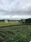 목초지, 목장, 농장, 제주도밭, 들판, 사진,이미지,일러스트,캘리그라피 - 이건머슬작가 크라우드픽 - 저작권 걱정 없는 상업용 이미지