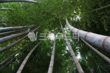 plant, 식물, bamboo, 대나무, 대나무숲, 사진,이미지,일러스트,캘리그라피 - 날몽작가 크라우드픽 - 저작권 걱정 없는 상업용 이미지