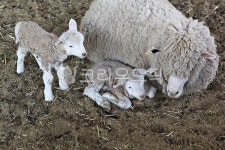 팜랜드, 양, 목장, 동물, 먹이, 사진,이미지,일러스트,캘리그라피 - 함께사는세상작가 크라우드픽 - 저작권 걱정 없는 상업용 이미지