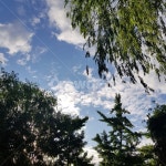 공원, 하늘, 나무, 햇빛, 구름, 사진,이미지,일러스트,캘리그라피 - 네모세모 캘리그라피작가 크라우드픽 - 저작권 걱정 없는 상업용 이미지