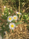 꽃, 봄, 자연, spring, 들꽃, 사진,이미지,일러스트,캘리그라피 - se0jin작가 크라우드픽 - 저작권 걱정 없는 상업용 이미지