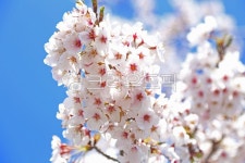 벚꽃, blossom, cherryblossom, 꽃, 봄꽃, 사진,이미지,일러스트,캘리그라피 - 늑돌이작가 크라우드픽 - 저작권 걱정 없는 상업용 이미지