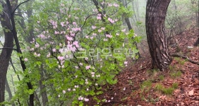 grove, 작은숲, nature, 자연, 나무, 사진,이미지,일러스트,캘리그라피 - 이긍작가 크라우드픽 - 저작권 걱정 없는 상업용 이미지