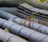 와송, 옛기와, 와송과기와, 기와지붕, 와송의생명력, 사진,이미지,일러스트,캘리그라피 - 태광 최작가 크라우드픽 - 저작권 걱정 없는 상업용 이미지