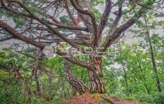 소나무, 자연, 나무, 산, 등곡산, 사진,이미지,일러스트,캘리그라피 - 가는세월작가 크라우드픽 - 저작권 걱정 없는 상업용 이미지