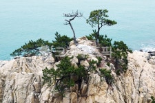 바위, 소나무, 부부송, 동해, 대왕암솔바람길, 사진,이미지,일러스트,캘리그라피 - 나그네길작가 크라우드픽 - 저작권 걱정 없는 상업용 이미지