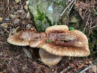 송이버섯, 자연산송이버섯, 식용버섯, 버섯, 자연산버섯, 사진,이미지,일러스트,캘리그라피 - 고산으로작가 크라우드픽 - 저작권 걱정 없는 상업용... 