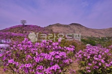 blossom, flower, 꽃, plant, 식물, 사진,이미지,일러스트,캘리그라피 - 영산공작가 크라우드픽 - 저작권 걱정 없는 상업용 이미지