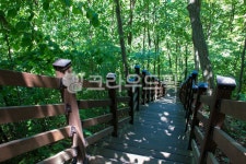 숲, forest, 숲속, 산책, 산책로, 사진,이미지,일러스트,캘리그라피 - studio H작가 크라우드픽 - 저작권 걱정 없는 상업용 이미지