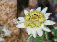 솜다리, 설악솜다리, 에델바이스, 조선화융초, 산솜다리, 사진,이미지,일러스트,캘리그라피 - 미미랑작가 크라우드픽 - 저작권 걱정 없는 상업용... 