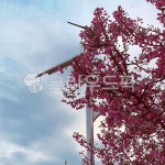 plant, 식물, 4월, 3월, 꽃, 사진,이미지,일러스트,캘리그라피 - universee97작가 크라우드픽 - 저작권 걱정 없는 상업용 이미지