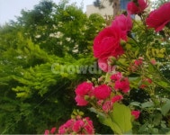 장미, 꽃, 장미꽃, 여름, 빨강, 사진,이미지,일러스트,캘리그라피 - 가장자리별작가 크라우드픽 - 저작권 걱정 없는 상업용 이미지