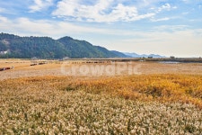 순천만습지, 갈대, 가을, 자연, 풍경, 사진,이미지,일러스트,캘리그라피 - walk2wind작가 크라우드픽 - 저작권 걱정 없는 상업용 이미지