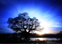 석양, 강변의정자, 정자나무, 거창, 풍경, 사진,이미지,일러스트,캘리그라피 - 小川작가 크라우드픽 - 저작권 걱정 없는 상업용 이미지