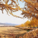 경주, 통일전, 단풍, 은행, 풍경, 사진,이미지,일러스트,캘리그라피 - hiahnpic작가 크라우드픽 - 저작권 걱정 없는 상업용 이미지