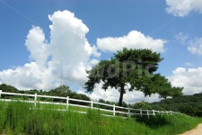 나무, 소나무, 목책, 울타리, 목장, 사진,이미지,일러스트,캘리그라피 - 프리이미지작가 크라우드픽 - 저작권 걱정 없는 상업용 이미지