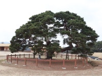 거대한, 광활한, 보호수, 안동, 하회마을, 사진,이미지,일러스트,캘리그라피 - Nhellobenkoo작가 크라우드픽 - 저작권 걱정 없는 상업용 이미지