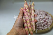 콩, bean, 호랑이콩, 강낭콩, 깐콩, 사진,이미지,일러스트,캘리그라피 - 고운경작가 크라우드픽 - 저작권 걱정 없는 상업용 이미지