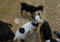 염소, 아기염소, goat, 가축, 동물농장, 사진,이미지,일러스트,캘리그라피 - Cool Moon작가 크라우드픽 - 저작권 걱정 없는 상업용 이미지