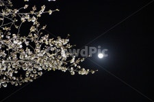 벚꽃, 꽃, 밤, 달, 감성, 사진,이미지,일러스트,캘리그라피 - 허슬러작가 크라우드픽 - 저작권 걱정 없는 상업용 이미지